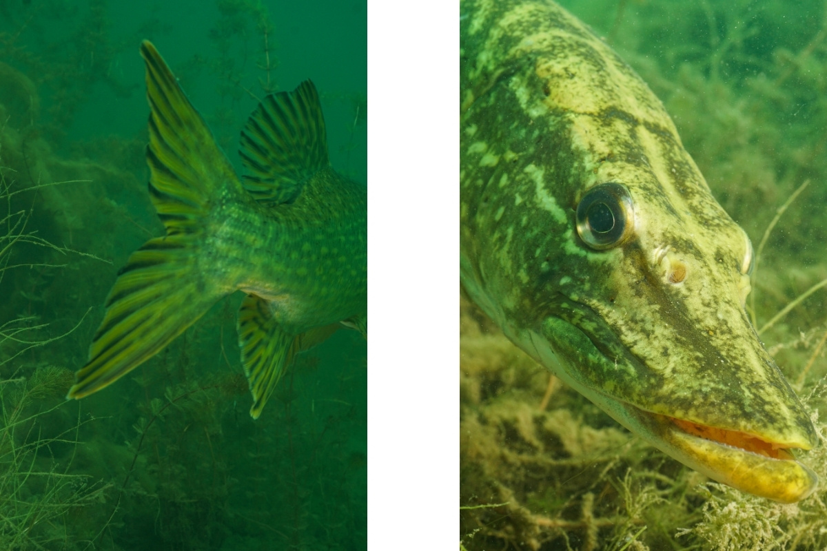 Schwanzflosse und Kopf eines Hechtes unter Wasser