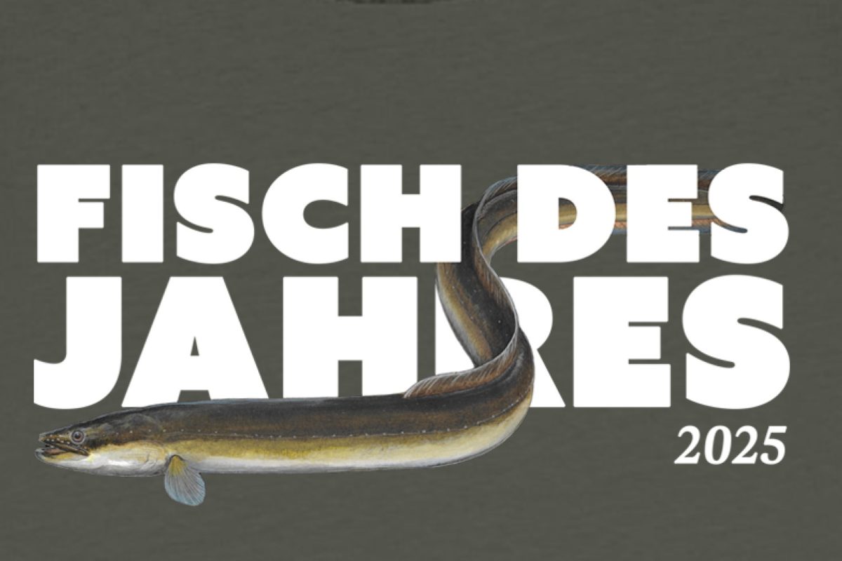 Dieser Aal ist auf Stoff. Auf T-Shirt-Stoff. Denn erstmals gibt es Shirt und Hoodie zum Fisch des Jahres 2025.