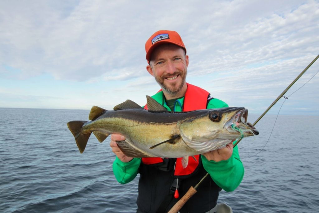 Angler mit Pollack, der Fisch hat auf einen Streamer gebissen