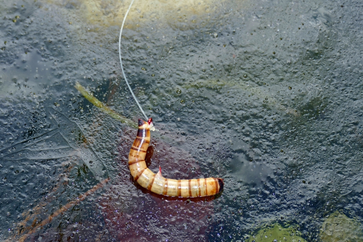 Mehlwurm in L-Form angeködert