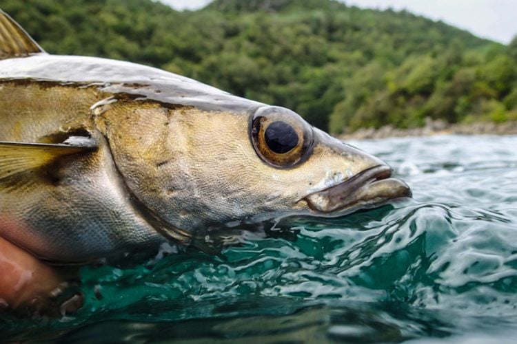 Pollack knapp über der Wasseroberfläche gehalten
