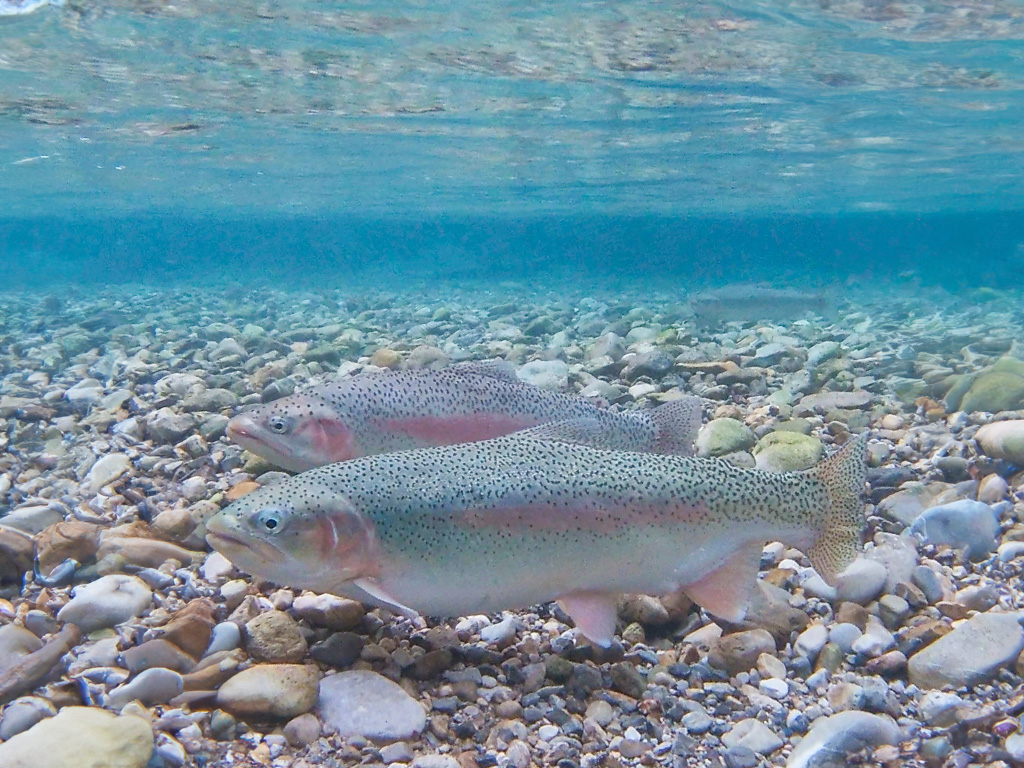 Regenbogenforellen unter Wasser