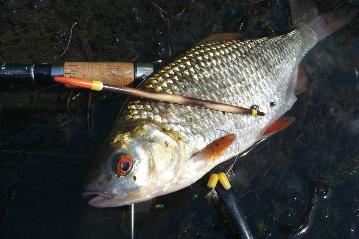 Tek-Neek Angler-Köcher Mit Schaukelspitze – Bissanzeiger-Tafel 20x20 Cm Fürs Karpfenangeln, Zielhilfe Für Köderplatzierung Tek-Neek Angler-Köcher Mit Schaukelspitze – Bissanzeiger-Tafel 20x20 Cm Fürs Karpfenangeln, Zielhilfe Für Köderplatzierung