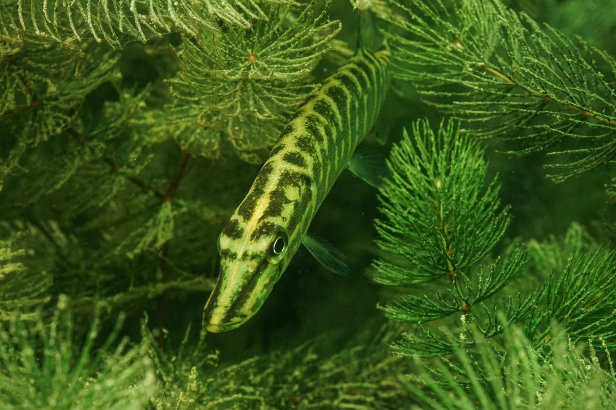 Junghecht in Wasserpflanzen