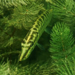 Junghecht in Wasserpflanzen
