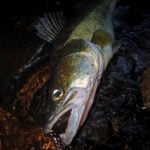 Zanderkopf im Porträt, nachts auf der Steinpackung halb im Wasser