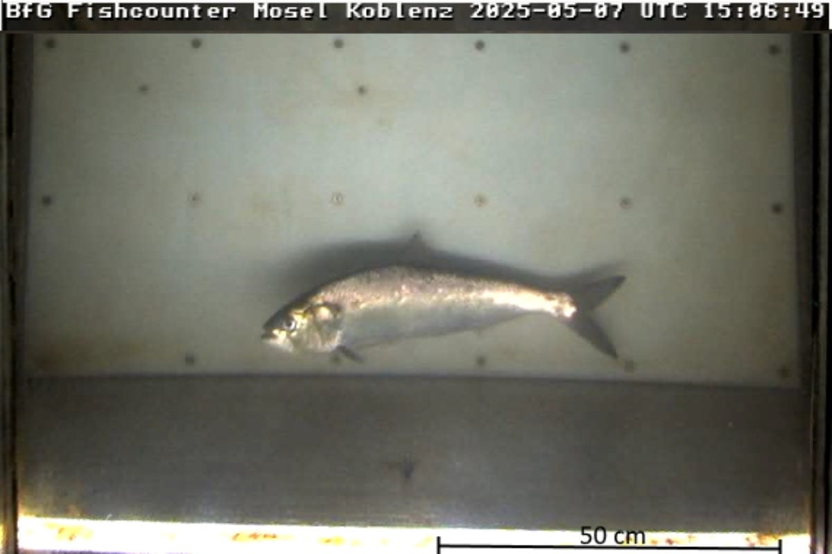 Maifisch