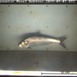 Maifisch