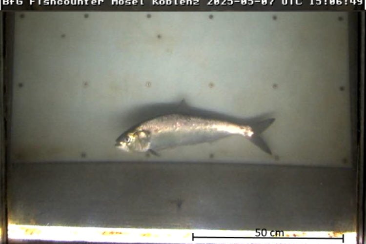 Maifisch