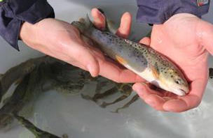 Meerforelle, Smolt