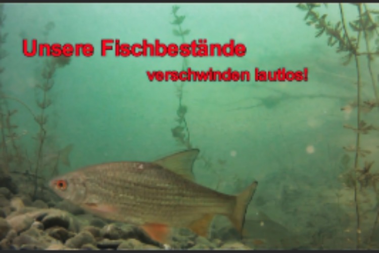 Unsere Fischbestände verschwinden lautlos