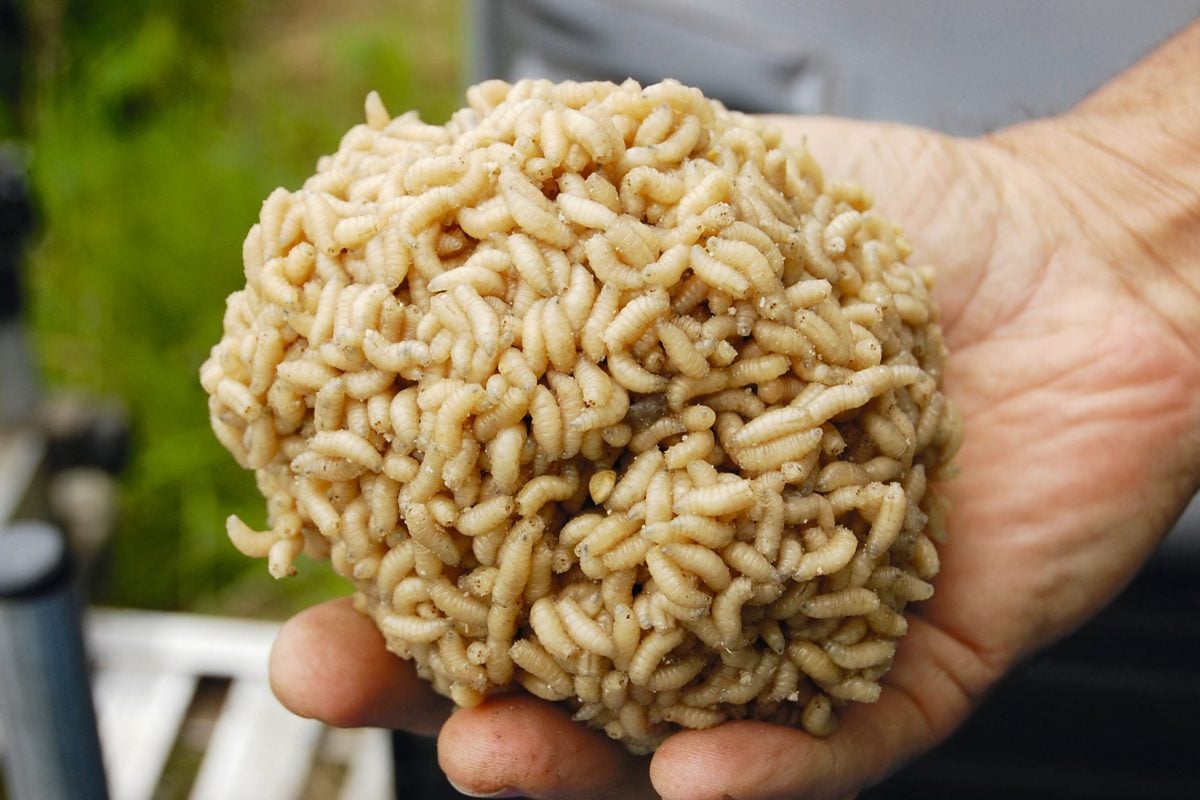 Maden Kugel Madenkleber