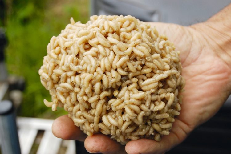 Maden Kugel Madenkleber