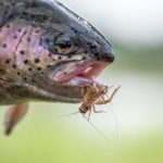 Forelle mit Heuschrecke im Maul