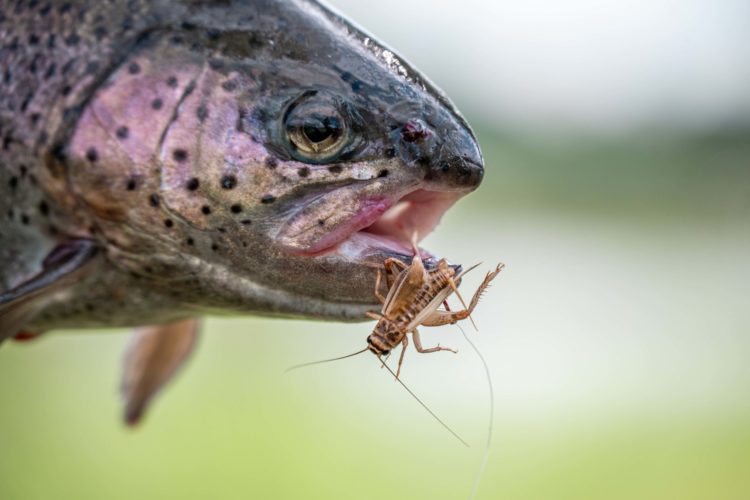 Forelle mit Heuschrecke im Maul