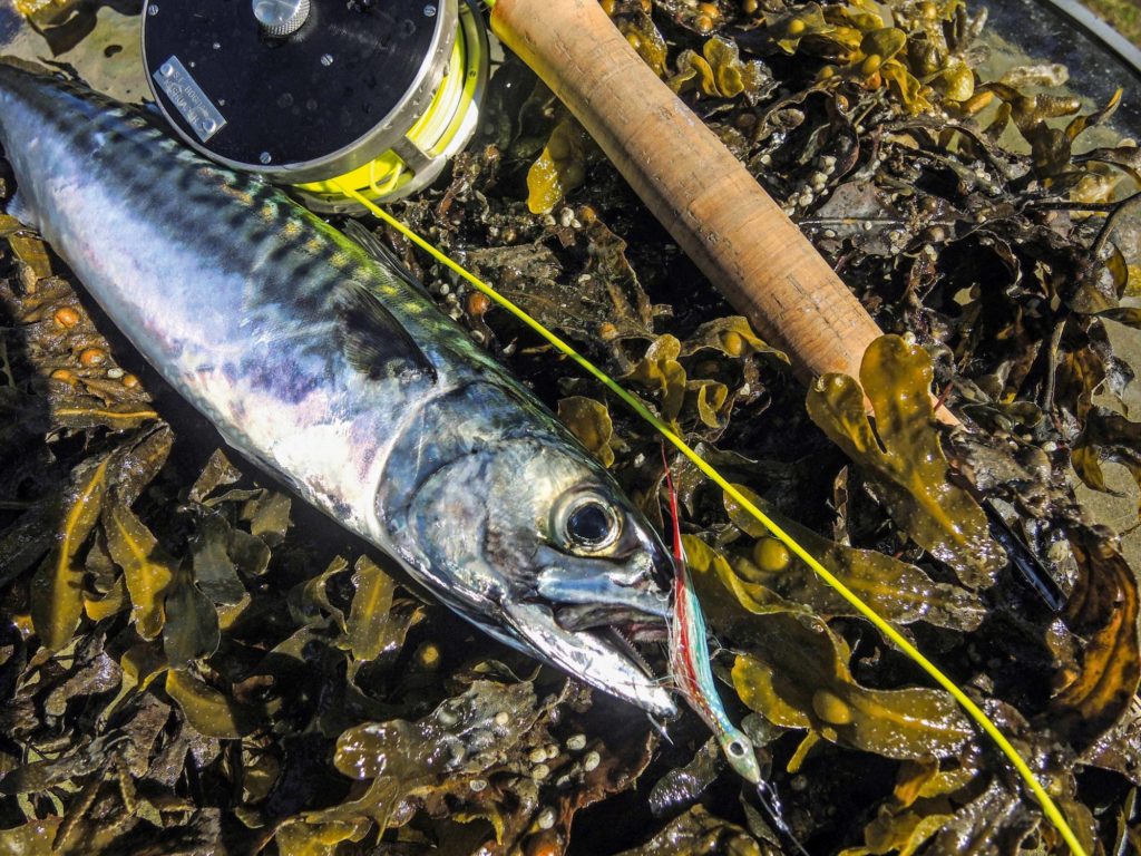 Makrele im Blasentang, sie hat auf eine Fliege gebissen