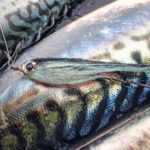 Streamer auf Makrelenflanke