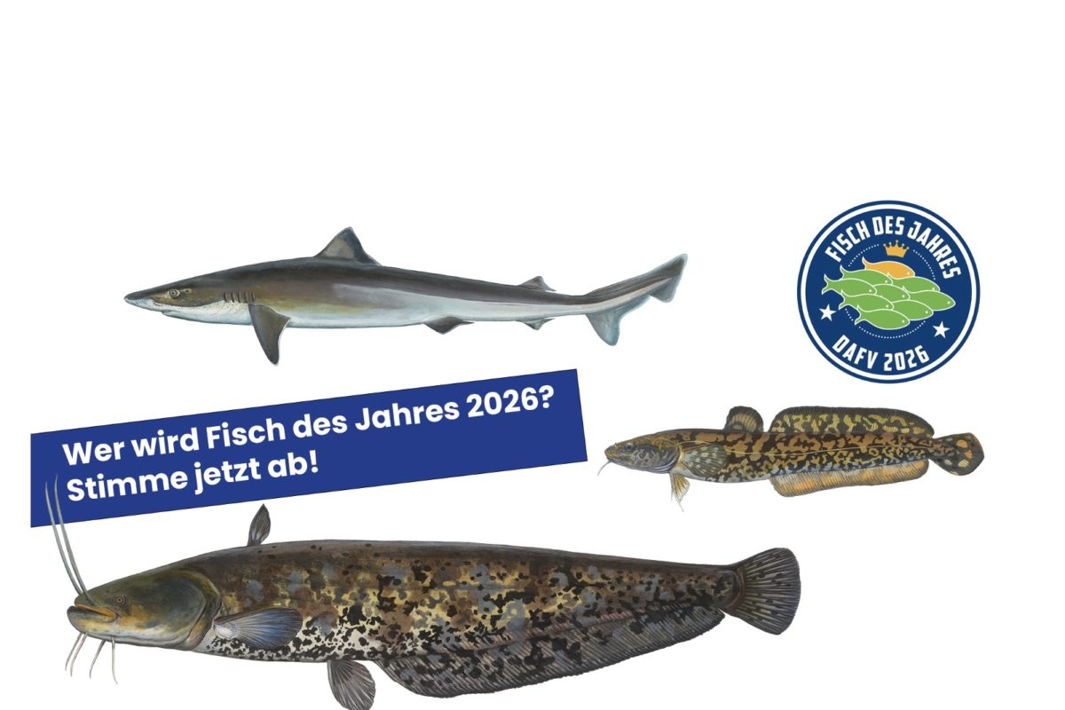 Die Kandidaten zur Wahl "Fisch des Jahres 2026". Die Fischarten sind der Hundshai, die Quappe und der Wels (Waller).