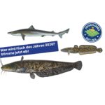 Die Kandidaten zur Wahl "Fisch des Jahres 2026". Die Fischarten sind der Hundshai, die Quappe und der Wels (Waller).