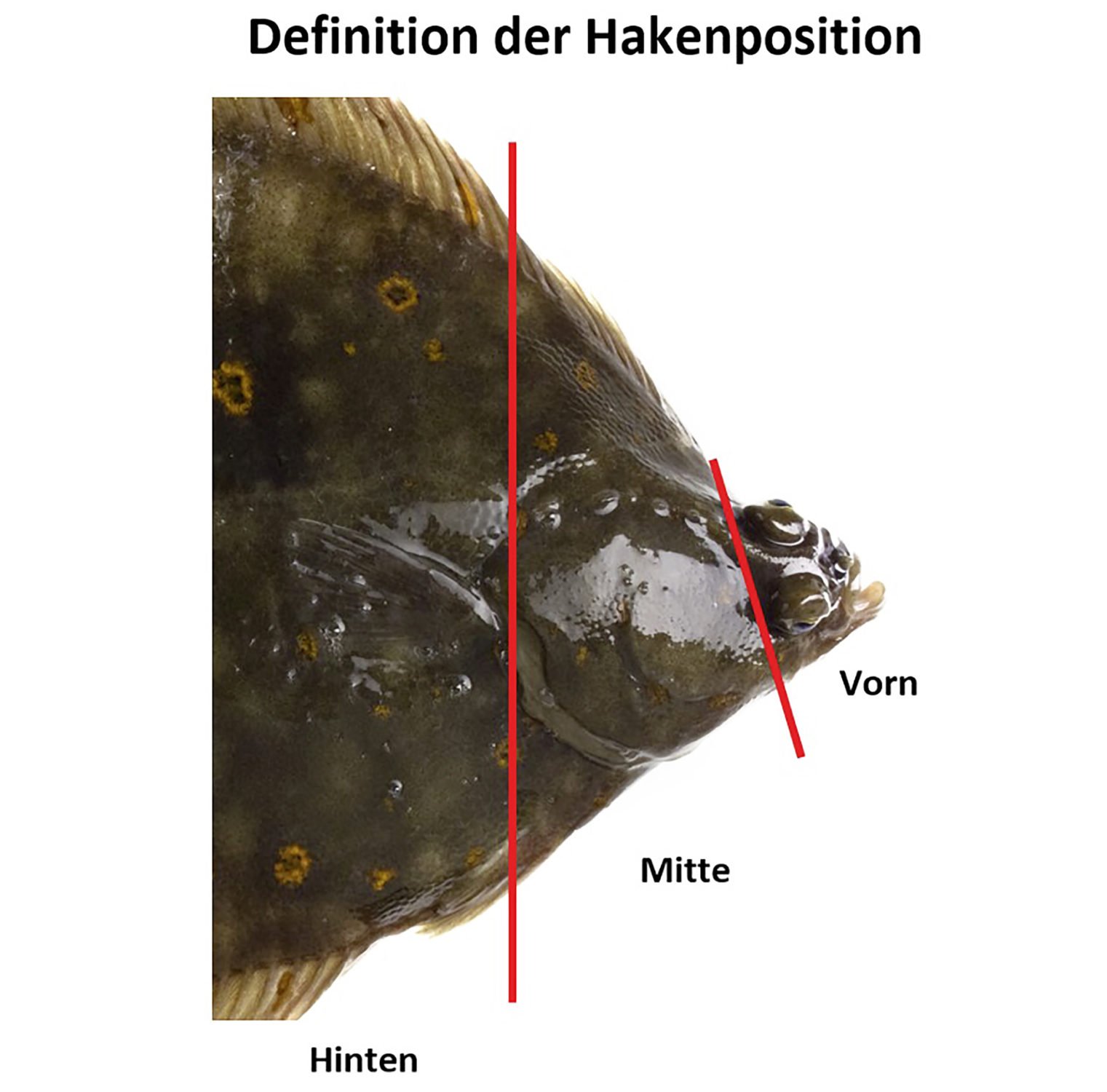 Plattfisch Hakenposition
