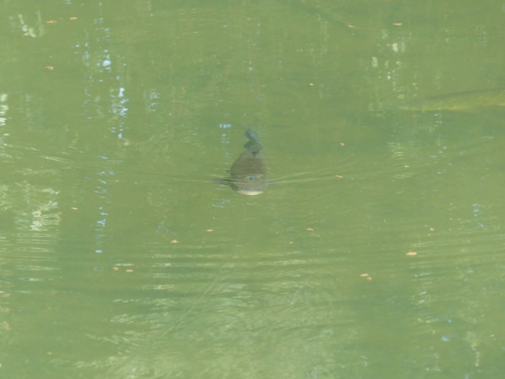 Döbel im Wasser, er verfolgt einen Oberflächenköder