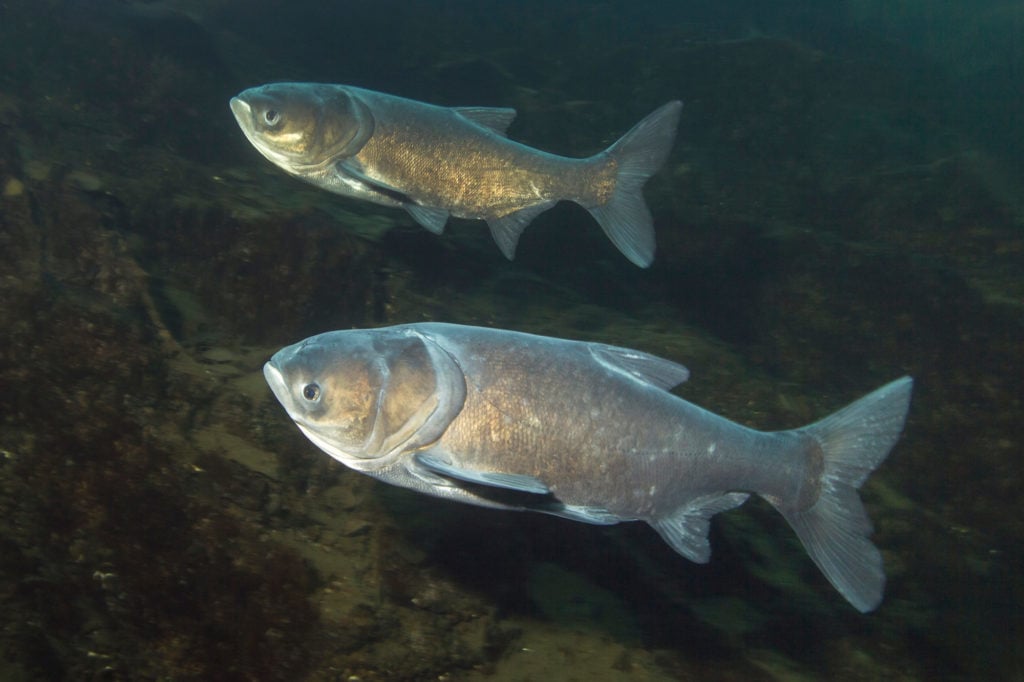 Marmorkarpfen