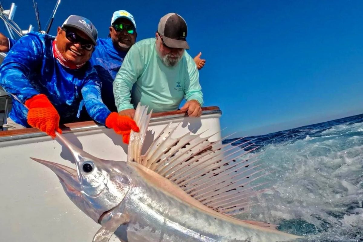 Segelfisch Leuzismus