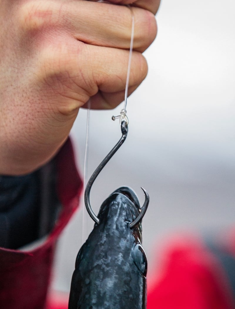Kreishaken (Circle Hook) für das Naturköderangeln in Norwegen