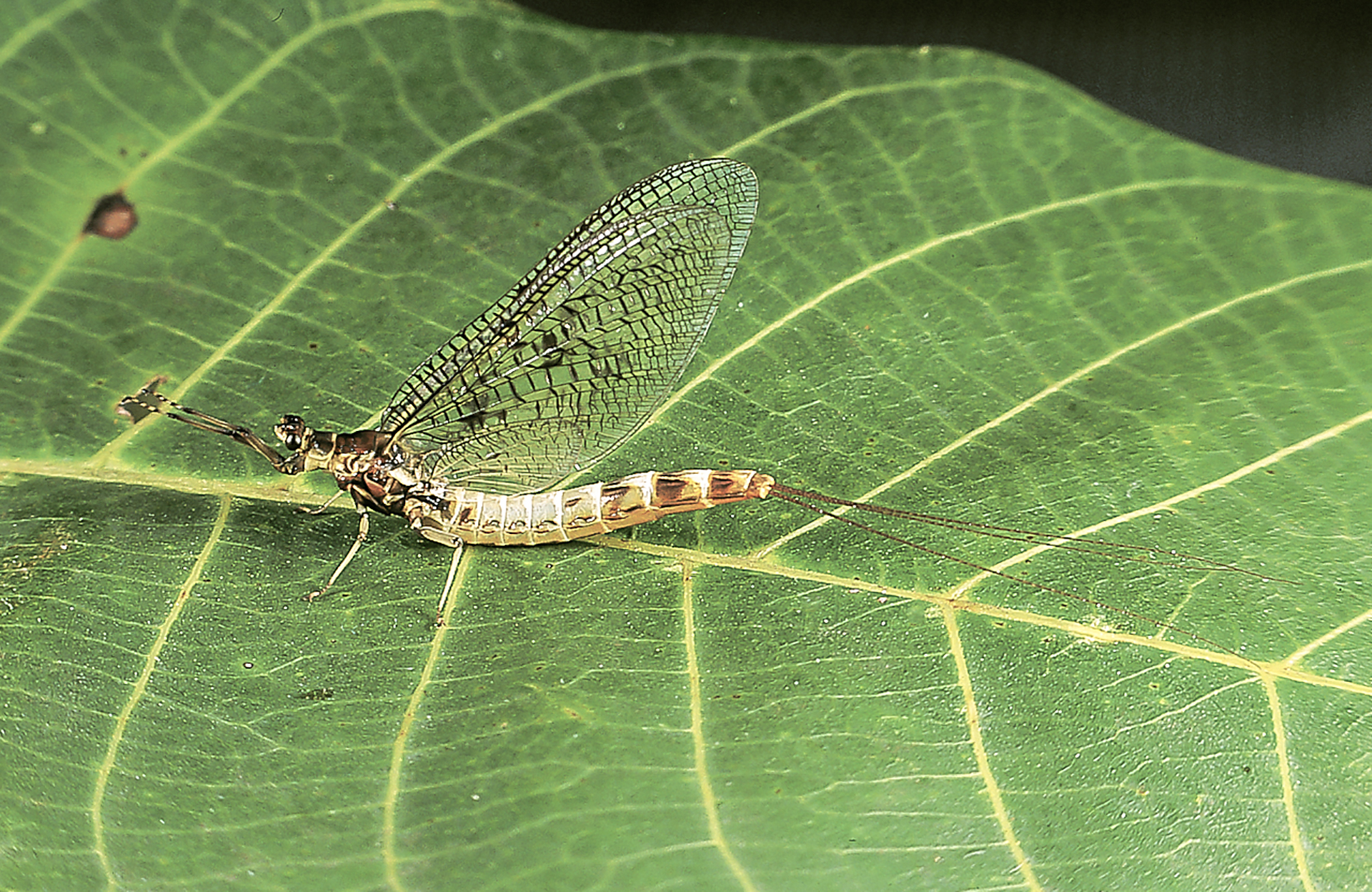 Maifliege