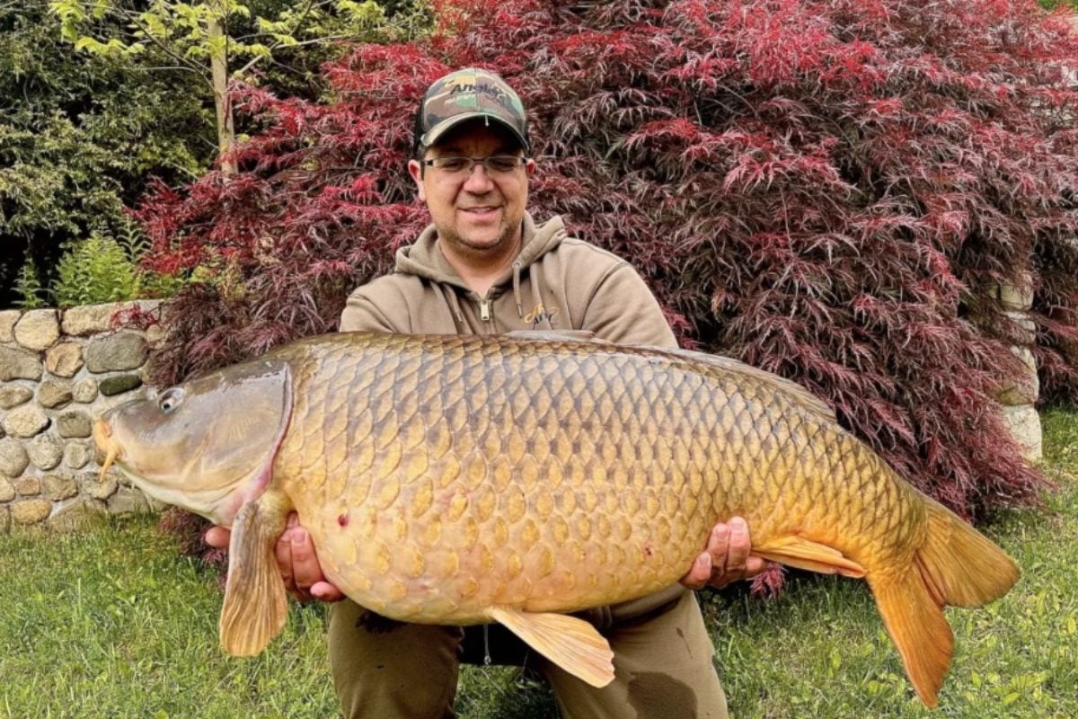 common carp Connecticut