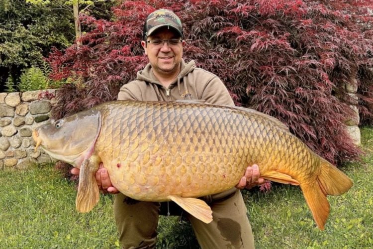 common carp Connecticut
