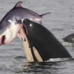 Orca mit Weißem Hai