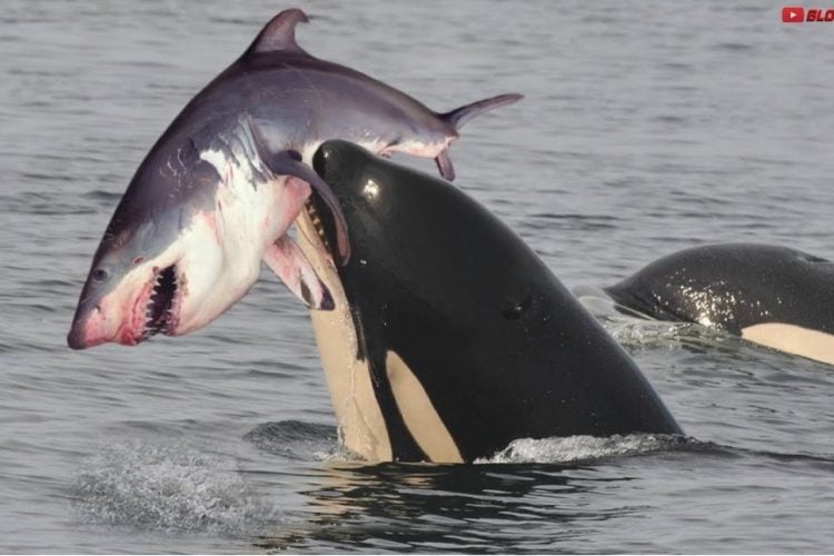 Orca mit Weißem Hai