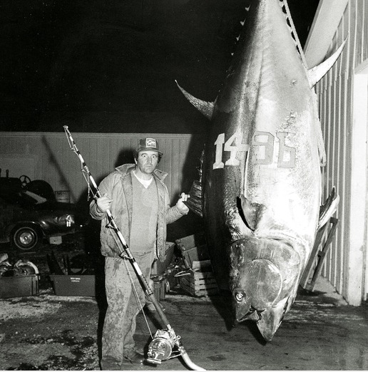 Blauflossenthun Rekord