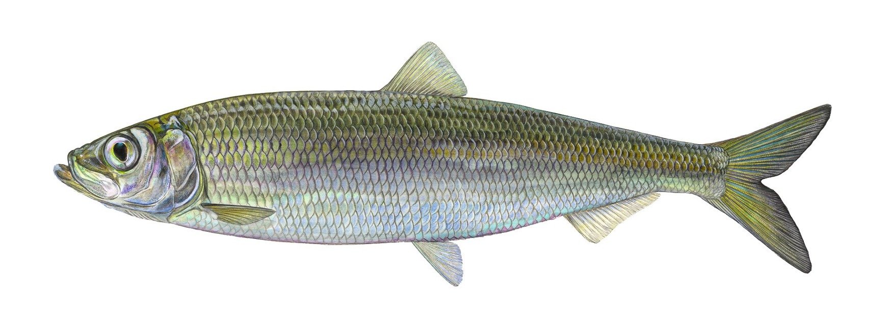 Hering