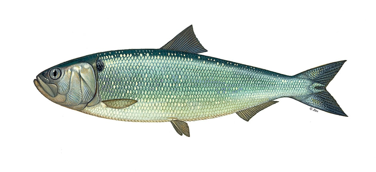 Maifisch