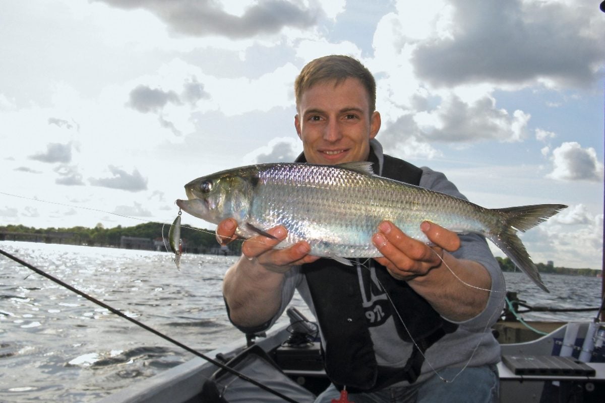 Maifisch