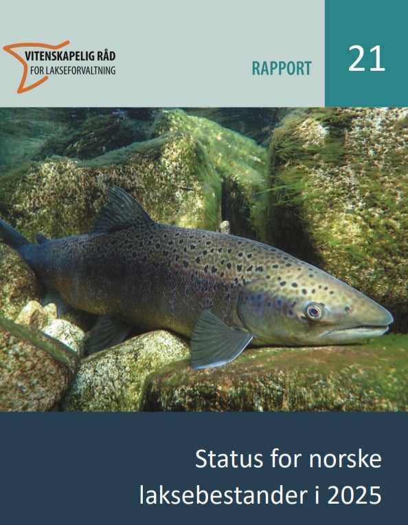 Norwegischer Wildlachs