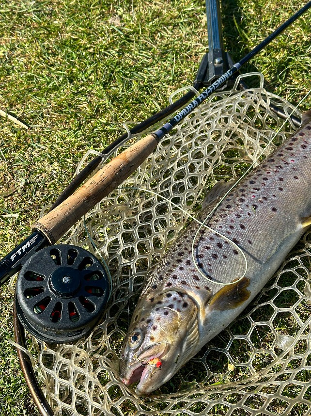 bachforelle Streamer