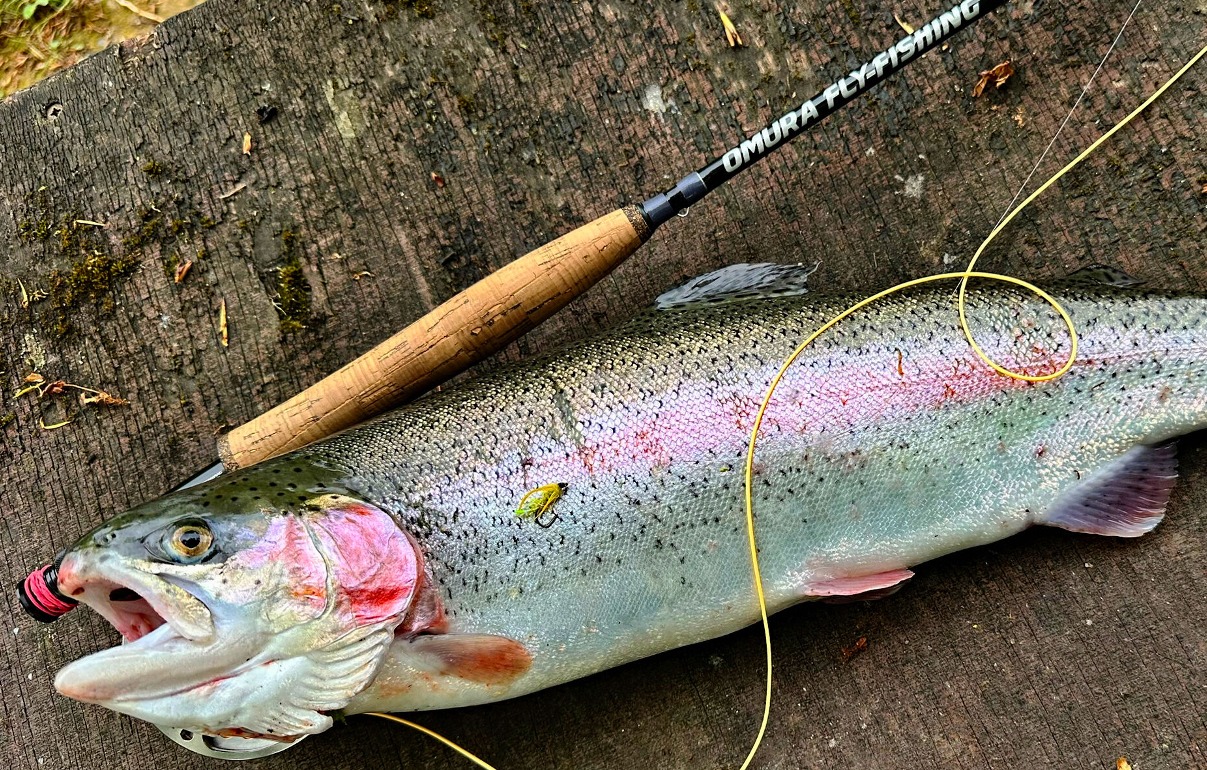 Regenbogenforelle Naßfliege