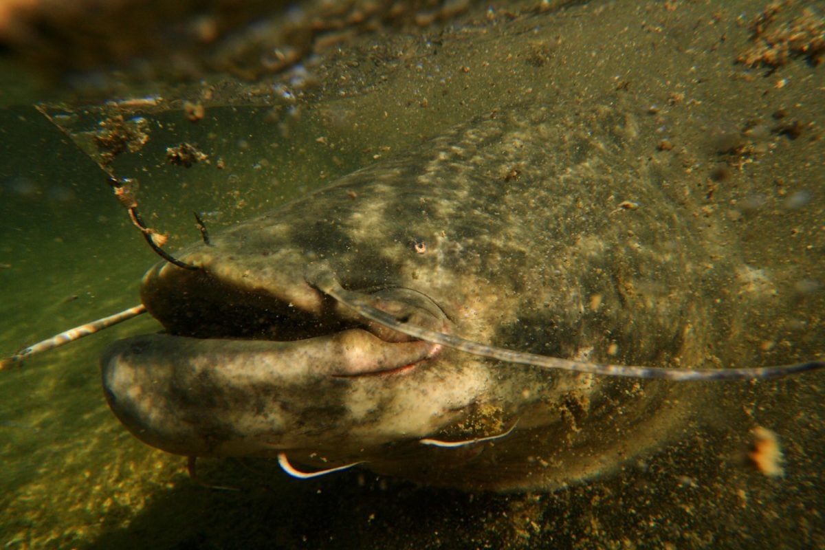 Der Mythos vom Killerwels: Wie gefährlich sind Fische eigentlich?