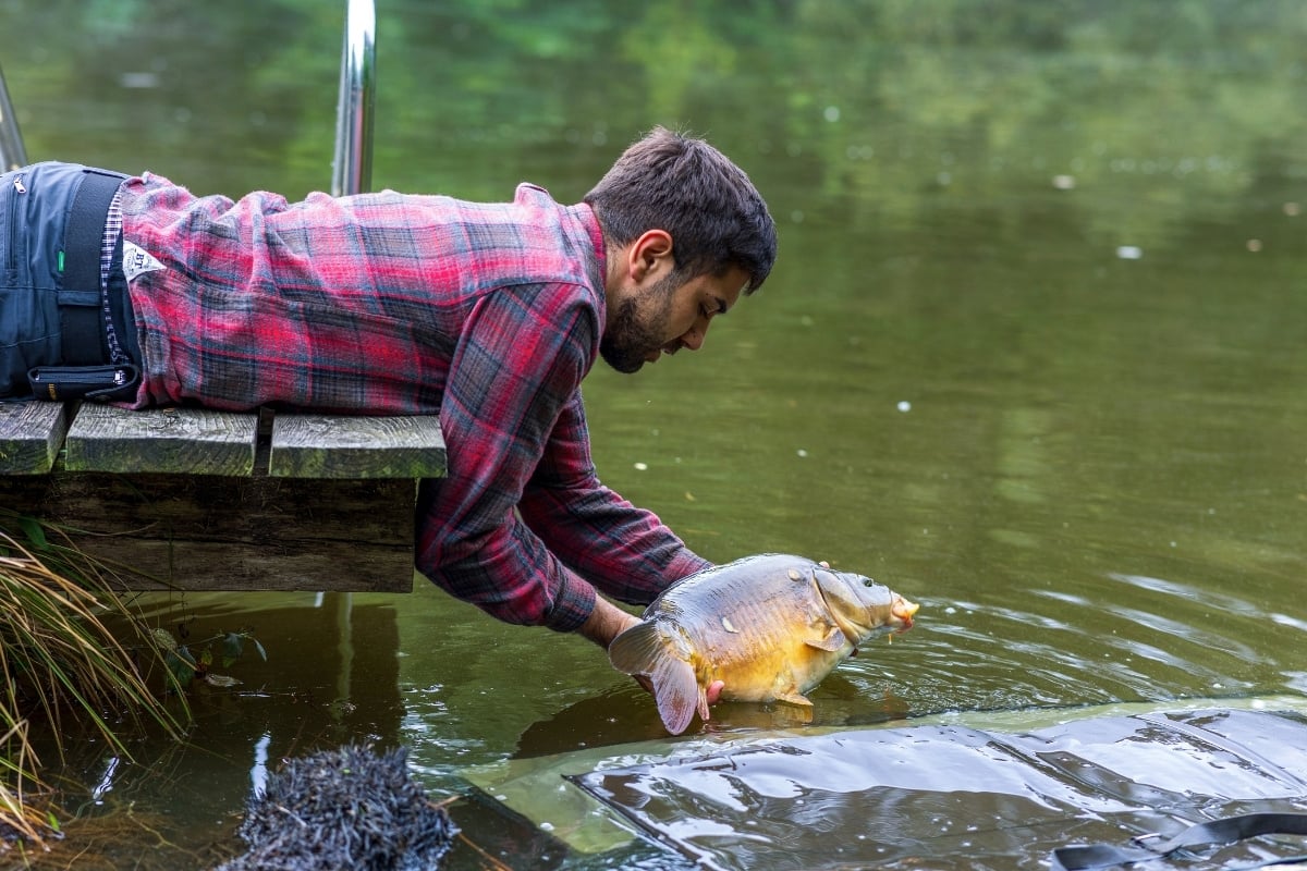 Catch and Release: Angler setzt Karpfen zurück