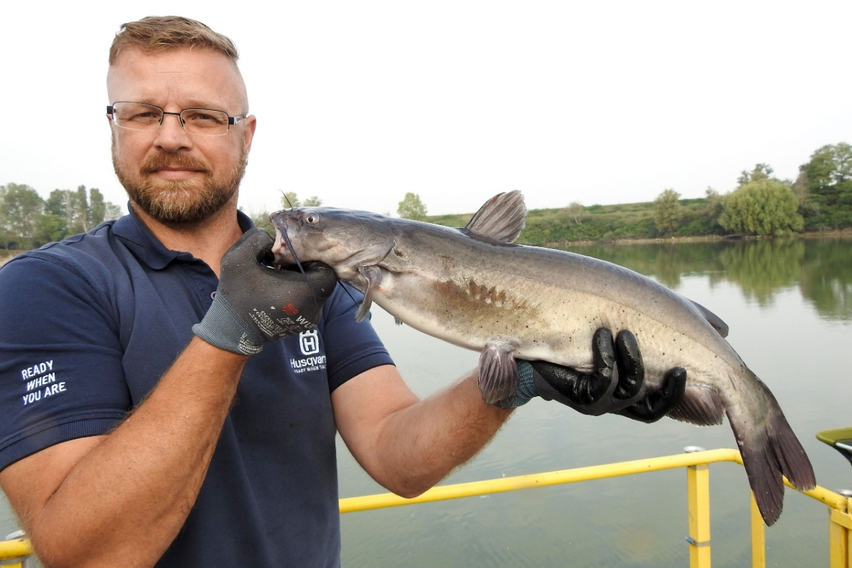 Angler mit Katzenwels