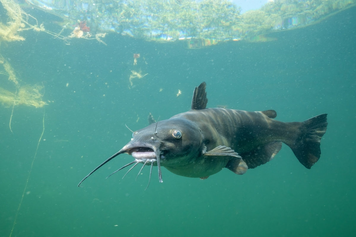 Katzenwelse im Po: Getupfter Gabelwels unter Wasser