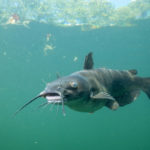 Katzenwelse im Po: Getupfter Gabelwels unter Wasser