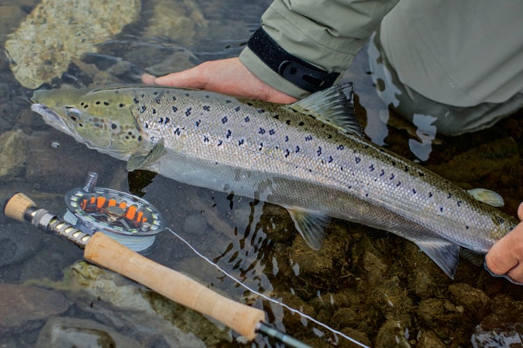 Lachs