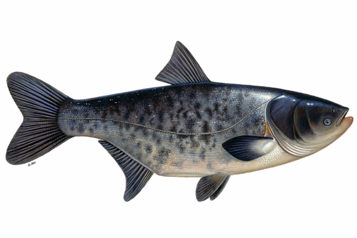 Marmorkarpfen