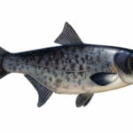 Marmorkarpfen