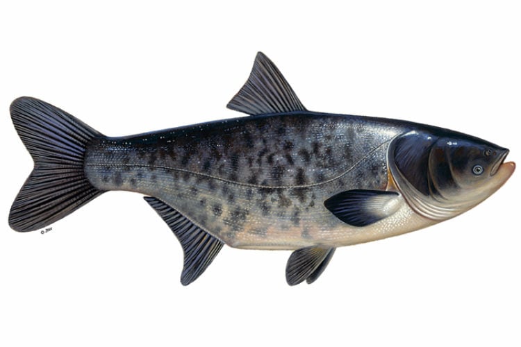 Marmorkarpfen