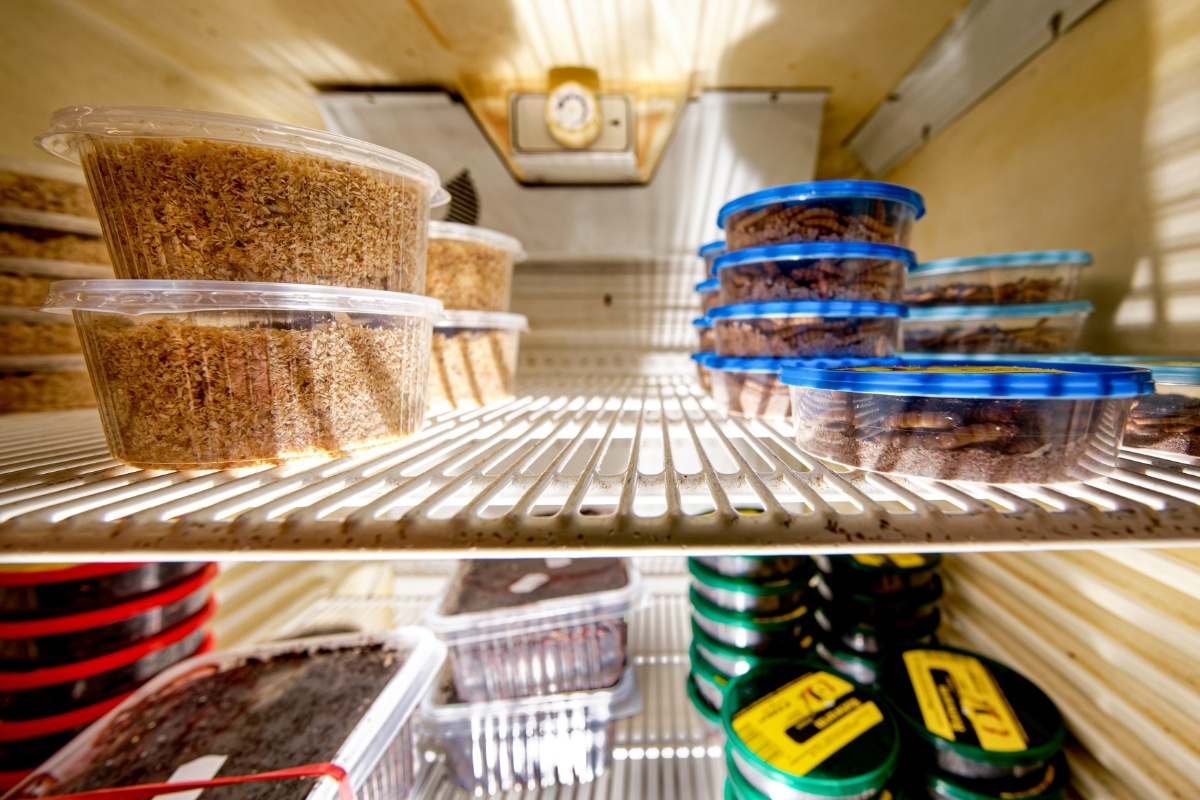 Naturköder in einem Kühlschrank